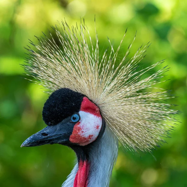 Den Sorte Kran Balearica Pavonina Fugl Kranfamilien Gruidae - Stock-foto