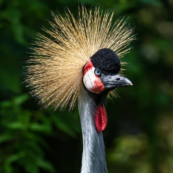 Black Crowned Crane Balearica Pavonina Pták Jeřábové Rodiny Gruidae — Stock fotografie