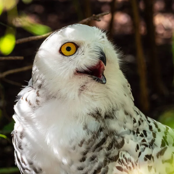 Snowy Owl Bubo Scandiacus Крупная Белая Сова Типичного Семейства Сов — стоковое фото