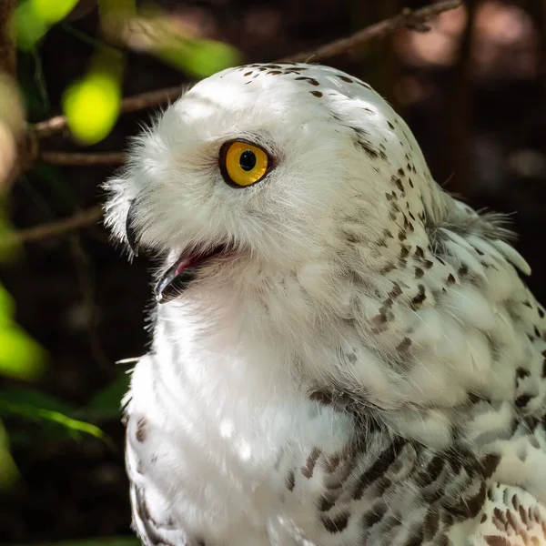 Snowy Owl Bubo Scandiacus Крупная Белая Сова Типичного Семейства Сов — стоковое фото