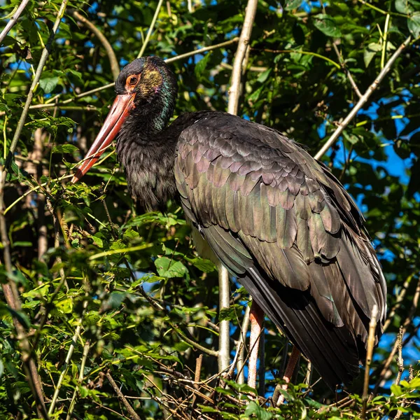 Ciconia Nigra Uma Ave Família Ciconiidae — Fotografia de Stock