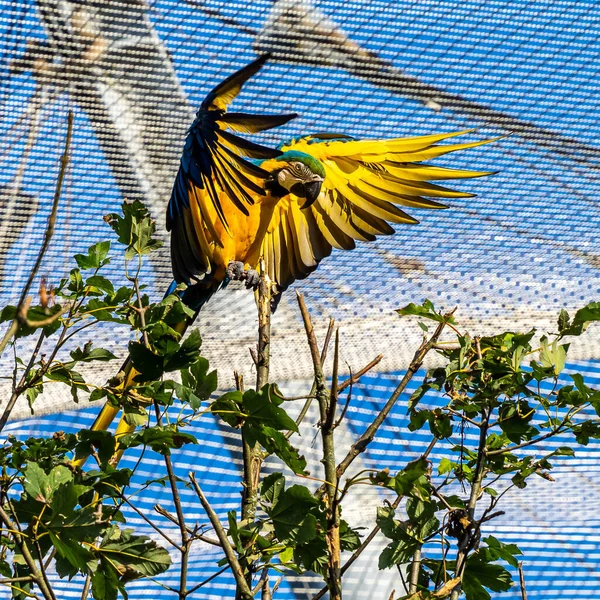 Arara Azul Amarela Ara Ararauna Também Conhecida Como Arara Azul — Fotografia de Stock