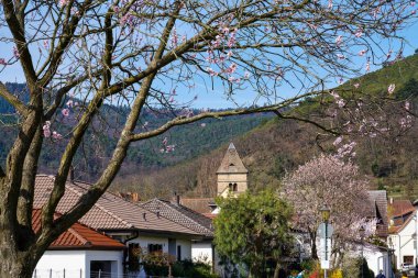 Badem ağaçları, erik çiçekleri, güney şarap sokağı Gimmeldingen Neustadt, Rhineland-Palatinate Almanya