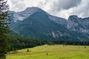 Ahornboden 'daki akçaağaç ağaçlarının sonbahar manzarası, Karwendel dağları, Tyrol, Avusturya