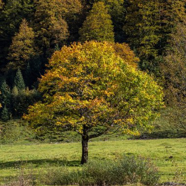 Ahornboden 'daki akçaağaç ağaçlarının sonbahar manzarası, Karwendel dağları, Tyrol, Avusturya