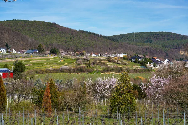 Badem Ağaçları Erik Çiçekleri Güney Şarap Sokağı Gimmeldingen Neustadt Rhineland — Stok fotoğraf