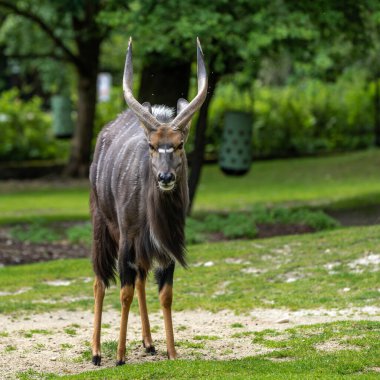 Nyala, Tragelaphus angasii Güney Afrika 'ya özgü spiral boynuzlu bir antiloptur. Bovidae familyasından ve Nyala familyasından, Tragelaphus familyasından bir türdür..