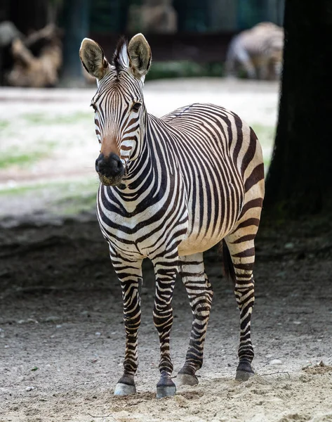 Hartmann Mountain Zebra Equus Zebra Hartmannae Subspecies Mountain Zebra Found — Stock Photo, Image