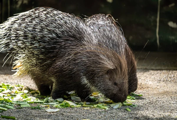 Індійський Гризун Porcupine Hystrix Indica Або Індійський Дикобраз Великий Вид — стокове фото