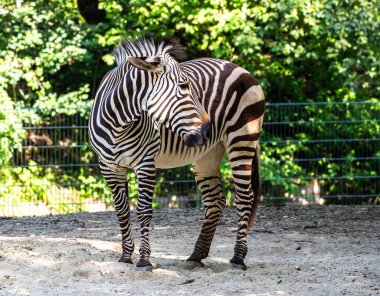 Hartmann dağ zebrası Equus zebra hartmannae, Angola 'nın güneybatısında ve Namibya' nın batısında bulunan bir dağ zebrası alt türüdür..
