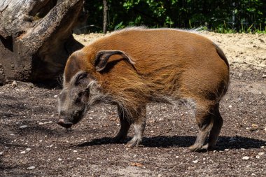 Kızıl nehir domuzu, Potamochoerus porcus, ayrıca çalı domuzu olarak da bilinir. Bu domuzun yer altında yiyecek bulmak için keskin bir koku alma duyusu var..