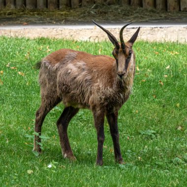 Apennine chamois, Rupicapra pyrenaica ornata, is living in the Abruzzo-Lazio-Molise National Park in Italy and the Pyrenees in Spain clipart