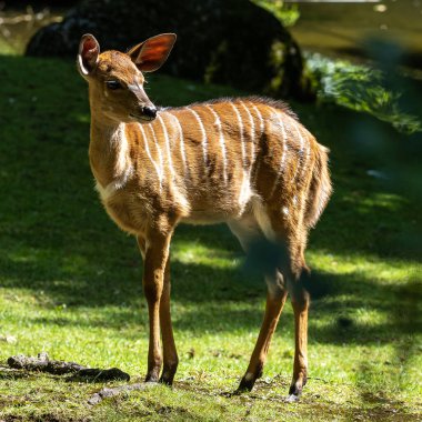 Genç bir bebek Nyala. Tragelaphus angasii, Güney Afrika 'da yaşayan bir sarmal boynuzlu antiloptur. Bovidae familyasından ve Nyala familyasından, Tragelaphus familyasından bir türdür..