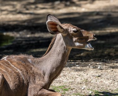 Taurotragus antilobu olarak da bilinen antilop, Doğu ve Güney Afrika 'da bulunan bir bozkır ve antiloptur..