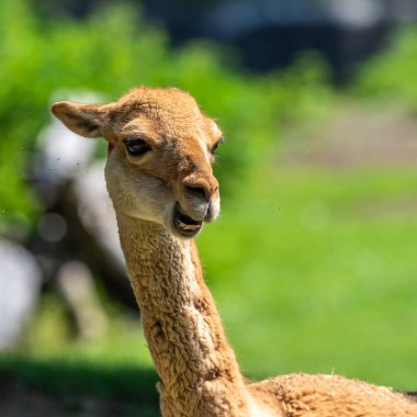 Vicunas, Vicugna Vicugna, And Dağları 'nın yüksek dağlık bölgelerinde yaşayan lama' nın akrabaları.