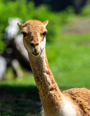 Vicunas, Vicugna Vicugna, And Dağları 'nın yüksek dağlık bölgelerinde yaşayan lama' nın akrabaları.