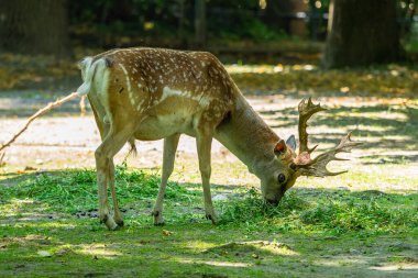 Fallow deer, Dama mezopotamya, Cervidae familyasından bir memeli türü..