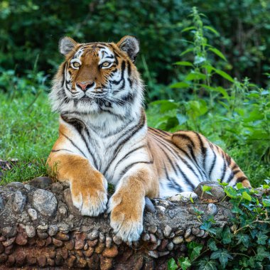 Sibirya kaplanı, Panthera tigris altaica dünyanın en büyük kedisidir.