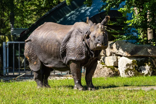 The Indian Rhinoceros, Rhinoceros unicornis is also called Greater One-horned Rhinoceros and Asian One-horned Rhinoceros and belongs to the Rhinocerotidae family.