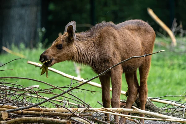 Alce Europeu Alces Alces Também Conhecido Como Alce Vida Selvagem — Fotografia de Stock