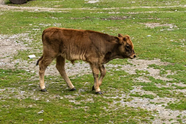 絶滅したオーロックに似ていると主張されている赤ちゃんヘック牛 ボスPrimigenius Taurus — ストック写真