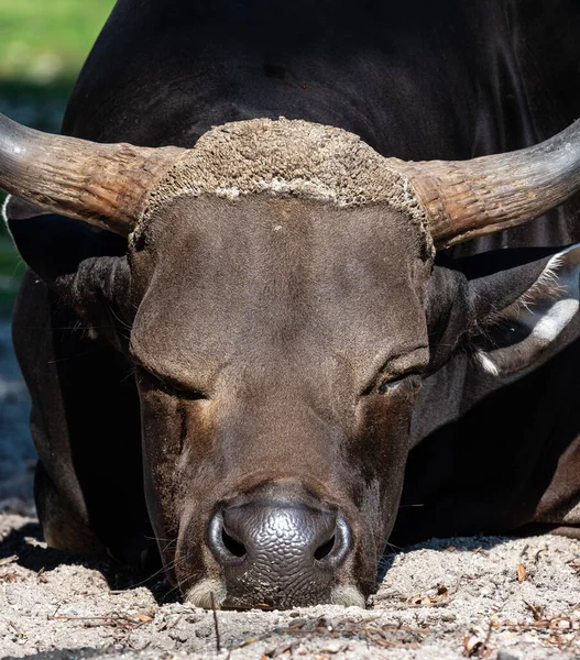 Banteng Bos Javanicus Red Bull Type Wild Cattle Key Characteristics — Stock Photo, Image