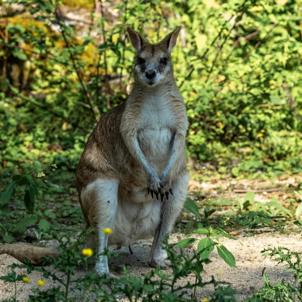 Ketterä Wallaby Macropus Agilis Tunnetaan Myös Nimellä Hiekkainen Wallaby Laji — kuvapankkivalokuva