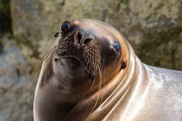 Zuid Amerikaanse Zeeleeuw Otaria Flavescens Voorheen Otaria Byronia Ook Wel — Stockfoto