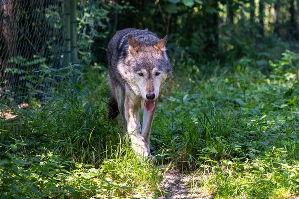 Wolf Canis Lupus Een Hond Die Voorkomt Wildernis Afgelegen Gebieden — Stockfoto