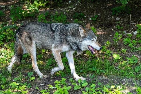 Loup Canis Lupus Également Connu Sous Nom Loup Gris Loup — Photo