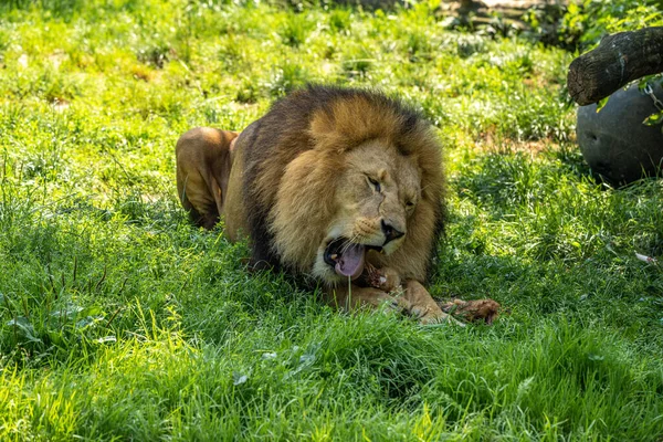 Panthera Leo Dos Quatro Grandes Felinos Gênero Panthera Membro Família — Fotografia de Stock