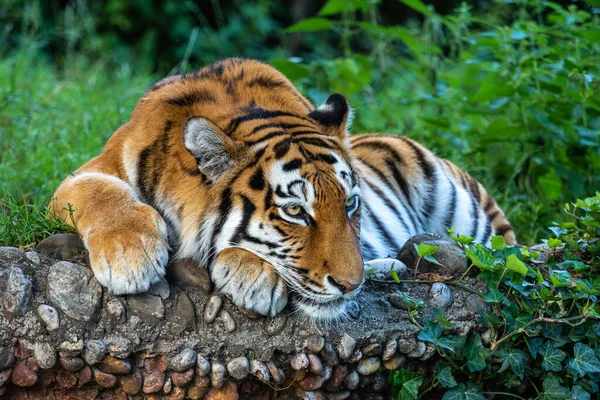 Tygrys Syberyjski Panthera Tigris Altaica Jest Największym Kotem Świecie — Zdjęcie stockowe
