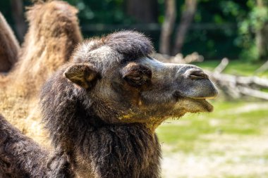 Bactrian develeri (Camelus bactrianus), Orta Asya 'nın bozkırlarına özgü büyük, tek ayak parmaklı bir bakteridir. Bactrian devesinin sırtında iki hörgücü vardır.