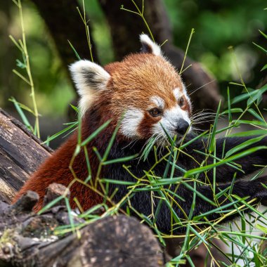 Kırmızı panda, Ailurus fulgens, daha küçük panda ve kırmızı kedi ayı olarak da bilinir..