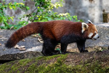 Kırmızı panda, Ailurus fulgens, daha küçük panda ve kırmızı kedi ayı olarak da bilinir..