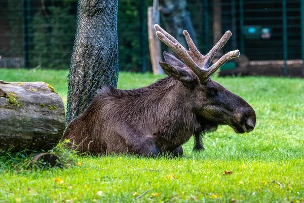 European Moose Alces Alces Also Known Elk Wild Life Animal — Stock Photo, Image