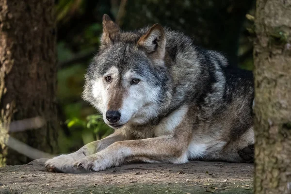 Loup Canis Lupus Également Connu Sous Nom Loup Gris Loup — Photo