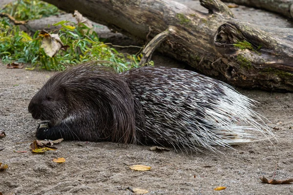 Hystrix Indica Est Une Espèce Rongeur Hystricomorphe Famille Des Hystricidae — Photo