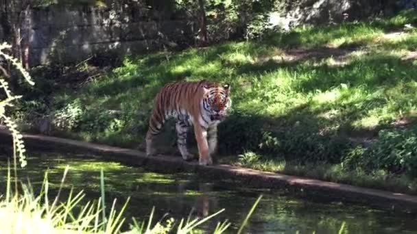 Sibirya Kaplanı Panthera Tigris Altaica Dünyanın Büyük Kedisidir — Stok video