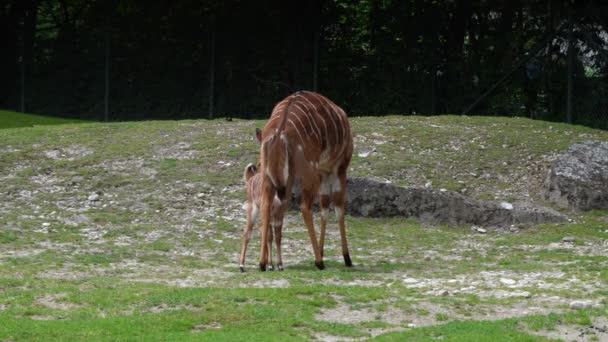 非洲羚羊 Tragelaphus Angasii 是一种原产于南部非洲的螺旋形角羚羊 牠们是Bovidae科和Nyala属的一个物种 也被认为属于Tragelaphus属 — 图库视频影像