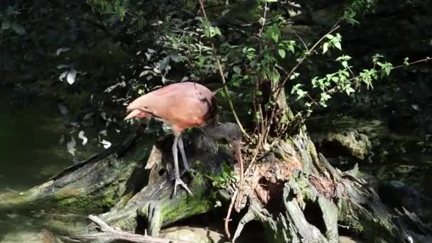 Scarlet Ibis Eudocimus Ruber Uccello Della Famiglia Dei Threskiornithidae Ammirato — Video Stock