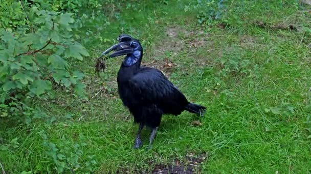 Der Abessinische Nördliche Erdhornvogel Bucorvus Abyssinicus Oder Nördlicher Erdhornvogel Ist — Stockvideo