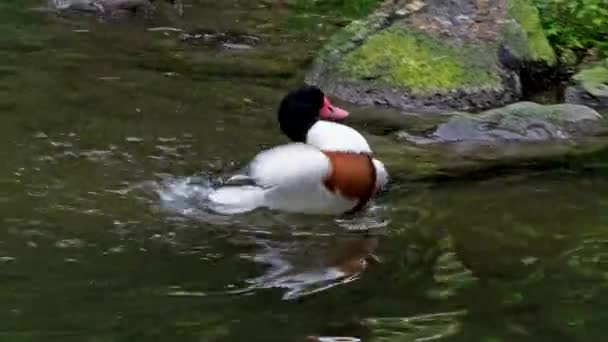 Bucephala Clangula Een Eend Uit Familie Van Goudoogeenden Bucephalidae Soort — Stockvideo