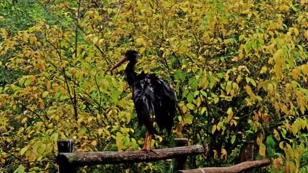 Cicogna Nera Ciconia Nigra Grande Uccello Della Famiglia Ciconiidae — Video Stock