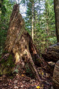 Doğa koruma alanı Eibenwald Paterzell, Porsuk Ormanı Paterzell, Bavyera, Almanya