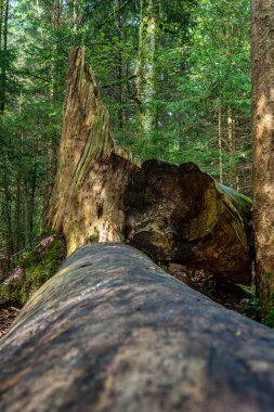 Doğa koruma alanı Eibenwald Paterzell, Porsuk Ormanı Paterzell, Bavyera, Almanya