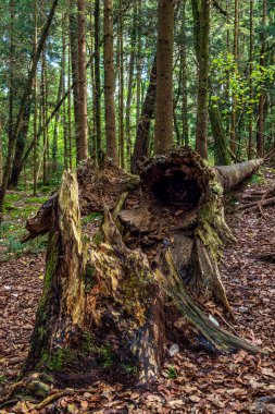 Doğa koruma alanı Eibenwald Paterzell, Porsuk Ormanı Paterzell, Bavyera, Almanya