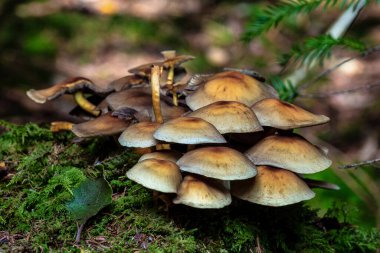 Doğadaki mantarlar Eibenwald Paterzell, Yew Ormanı Paterzell, Bavyera, Almanya