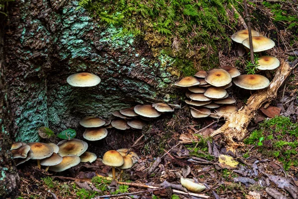 Champignons Dans Nature Eibenwald Paterzell Forêt Paterzell Bavière Allemagne — Photo