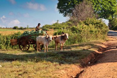 Pindaya, Myanmar - 08 Kasım 2019: Heho 'dan Pindaya, Asya' ya giden yolda çalışan Myanmar çalışanları